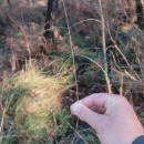 Deschampsia cespitosa (L.) P.Beauv.Deschampsia cespitosa (L.) P.Beauv.