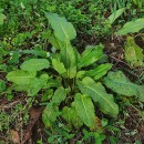 Rumex obtusifolius L.Rumex obtusifolius L.