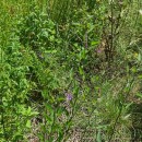 Solanum dulcamara L.Solanum dulcamara L.