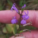 Lobelia urens L.Lobelia urens L.