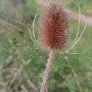 Dipsacus fullonum L.Dipsacus fullonum L.