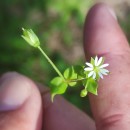Stellaria media (L.) Vill.Stellaria media (L.) Vill.