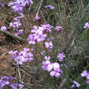 Erysimum linifolium  (Pers.) J. GayErysimum linifolium  (Pers.) J. Gay