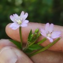 Epilobium parviflorum Schreb.Epilobium parviflorum Schreb.