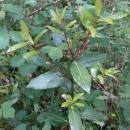 Laurus nobilis L.Laurus nobilis L.
