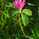 Trifolium pratense L.Trifolium pratense L.