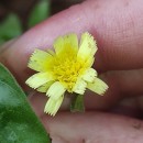 Andryala integrifolia L.Andryala integrifolia L.