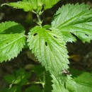 Urtica dioica L.Urtica dioica L.
