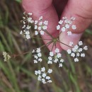 Trocdaris verticillatum (L.) Raf.Trocdaris verticillatum (L.) Raf.