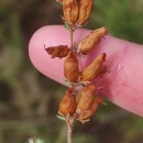 Erica ciliaris L.Erica ciliaris L.