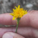 Hypochaeris radicata L.Hypochaeris radicata L.