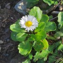 Bellis perennis L.Bellis perennis L.