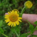 Pulicaria dysenterica (L.) Bernh.Pulicaria dysenterica (L.) Bernh.