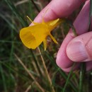 Narcissus bulbocodium L.Narcissus bulbocodium L.