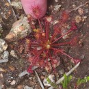 Drosera intermedia HayneDrosera intermedia Hayne