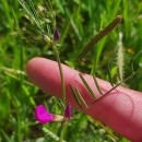 Vicia sativa L. subsp. nigra Ehrh.Vicia sativa L. subsp. nigra Ehrh.