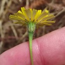 Leontodon saxatilis Lam.Leontodon saxatilis Lam.