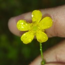 Ranunculus flammula L.Ranunculus flammula L.