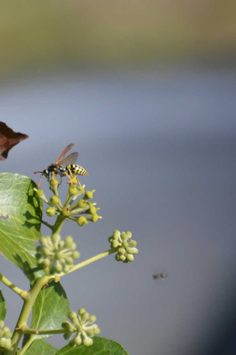 PHALANGIIDAE sp. Latreille, 1802 - Biodiversidade