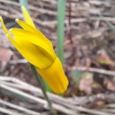 Narcissus cyclamineus DC.Narcissus cyclamineus DC.