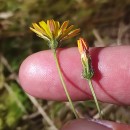 Crepis capillaris (L.) Wallr.Crepis capillaris (L.) Wallr.
