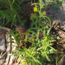 Dittrichia graveolens (L.) Desf.Dittrichia graveolens (L.) Desf.