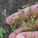 Erigeron floribundus (Kunth) Sch.Bip.Erigeron floribundus (Kunth) Sch.Bip.