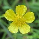Ranunculus repens L.Ranunculus repens L.