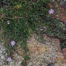Spergularia rupicola Lebel ex Le Jol.Spergularia rupicola Lebel ex Le Jol.