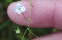 Veronica scutellata L.Veronica scutellata L.