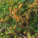 Cuscuta campestris Yunck.Cuscuta campestris Yunck.