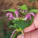 Lamium maculatum L.Lamium maculatum L.