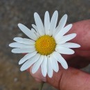 Leucanthemum vulgare Lam.Leucanthemum vulgare Lam.