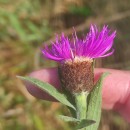 Centaurea nigra L. subsp. nigra .Centaurea nigra L. subsp. nigra .