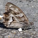 Hipparchia fidia (Linnaeus, 1767)Hipparchia fidia (Linnaeus, 1767)