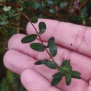 Hypericum pulchrum L.Hypericum pulchrum L.