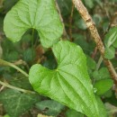 Dioscorea communis (L.) Caddick & WilkinDioscorea communis (L.) Caddick & Wilkin
