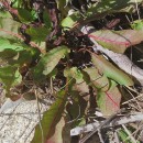 Rumex conglomeratus MurrayRumex conglomeratus Murray