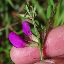 Vicia sativa L. subsp. nigra Ehrh.Vicia sativa L. subsp. nigra Ehrh.