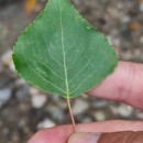 Populus x canadensis MoenchPopulus x canadensis Moench