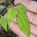 Bidens frondosa L.Bidens frondosa L.