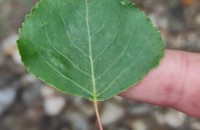 Populus x canadensis MoenchPopulus x canadensis Moench