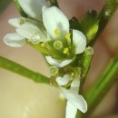 Cardamine hirsuta L.Cardamine hirsuta L.