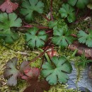 Geranium lucidum L.Geranium lucidum L.