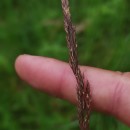 Agrostis canina L.Agrostis canina L.