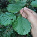 Alnus glutinosa (L.) Gaertn.Alnus glutinosa (L.) Gaertn.