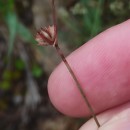 Juncus capitatus WeigelJuncus capitatus Weigel