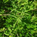 Solanum chenopodioides Lam.Solanum chenopodioides Lam.