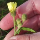 Andryala integrifolia L.Andryala integrifolia L.