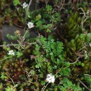 Teesdalia nudicaulis (L.) R. Br.Teesdalia nudicaulis (L.) R. Br.